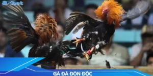 ga-da-don-doc